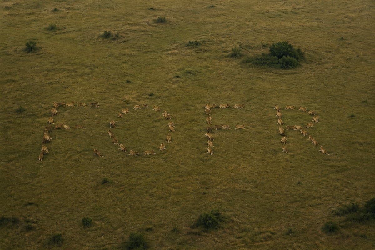 Embed a Hidden Word in a Lion Pride Photo — Sora 2 Prompt