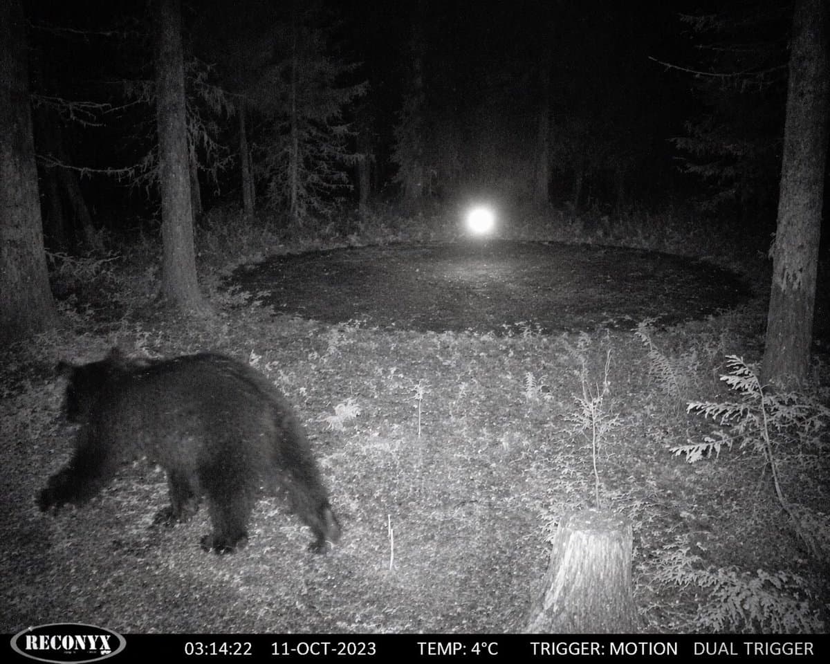 Paranormal Trail Camera Orb — Sora 2 Prompt